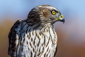 portrait of a goshawk at Hawk Ridge 
