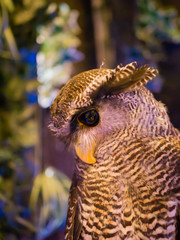 Beautiful Owl in Japan.