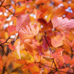 Tree Branch with Red Leaves as Autumn Natural Background