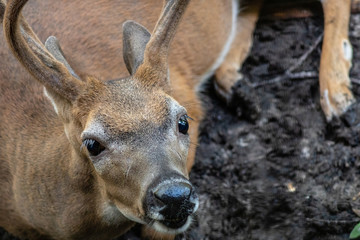 Key deer
