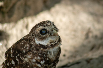Burrowing owl