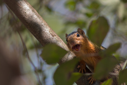 Ardilla riendo sobre un arbol