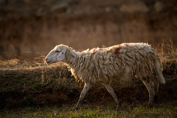 Naklejka na ściany i meble sheep in meadow