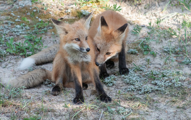 Red fox