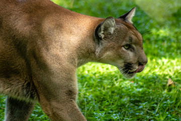 Florida panther © Suzanna