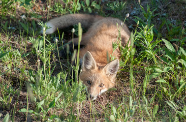 Red fox