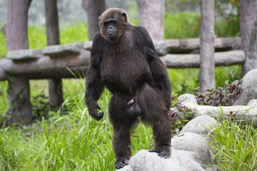 Chimp chimpanzee monkey ape