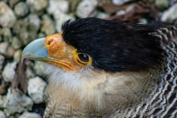 Crested caracara
