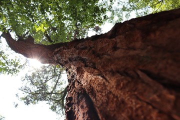 árbol en una tarde de otoño 