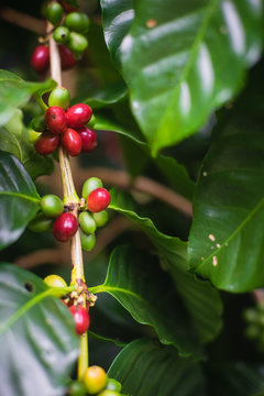 Arabica coffee cherries on tree with green leaves growing in the north of Thailand.