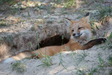 Red fox