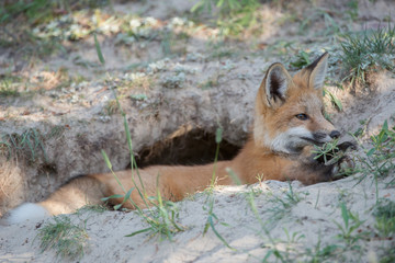 Red fox