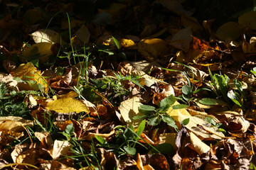 Yellow leaves in autumn in green grass