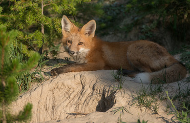 Red fox