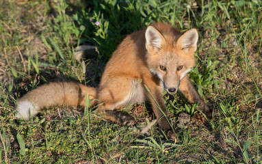 Red fox