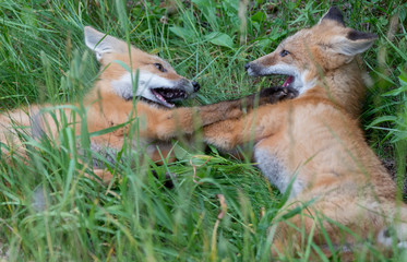 Red fox