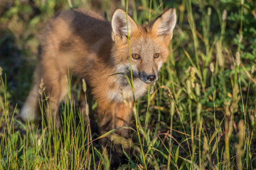 Red fox