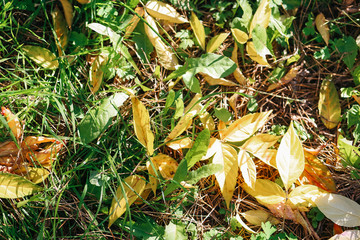 Yellow leaves in autumn in green grass