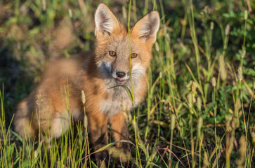 Red fox