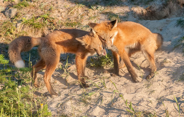 Red fox