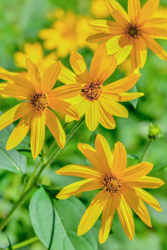 菊芋の花 のストック写真 ロイヤリティフリーの画像 ベクター イラスト Adobe Stock 菊芋の花 のストック写真 ロイヤリティフリーの画像 ベクター イラスト Adobe Stock