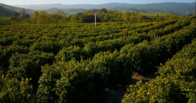 Citrus Orchard Aerial Santa Barbara California