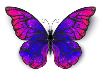 Tricolored butterfly