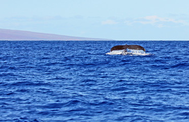 Fototapeta premium Tail of whale - Maui, Hawaii