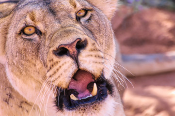 Kalahari lioness in western Botswana