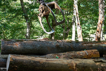 Obraz premium Loading of wood by manipulator.