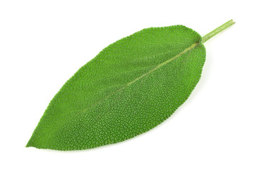 Isolated Sage Leaf.