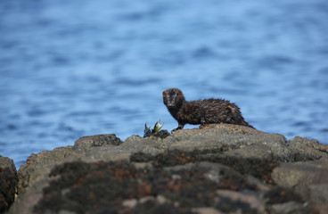 A wild Mink (Neovison vison) with a crab that it has just caught in the sea and is about to eat in Scotland, UK.