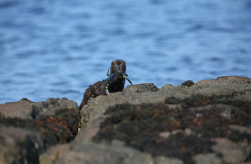 A wild Mink (Neovison vison) with a crab that it has just caught in the sea and is about to eat in Scotland, UK.