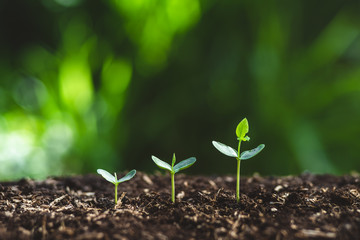 Plant a tree Watering a tree  In nature 