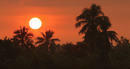 Sunrise  And Trees