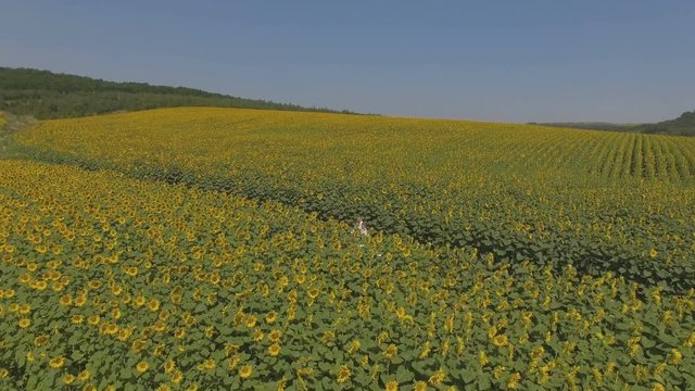 4K aerial footage Groom and bride walking in a field full of sunflowers