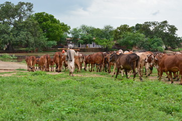 Fototapeta na wymiar A Punjab's farmer grazing cows