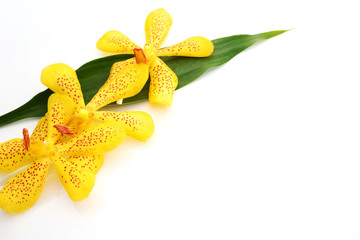 Yellow orchid