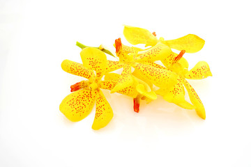 Fototapeta premium Yellow orchid