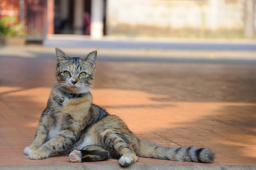Beautiful leopard color cat which is three colored tabby cat wearing blue collar and small bell sitting on the floor in the house. The cat doing beauty acting for photographer to take a photo.