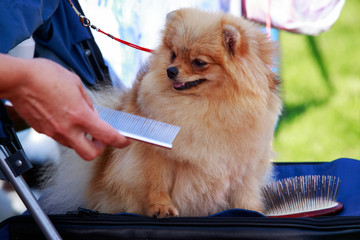 The dog breed pomeranian spitz