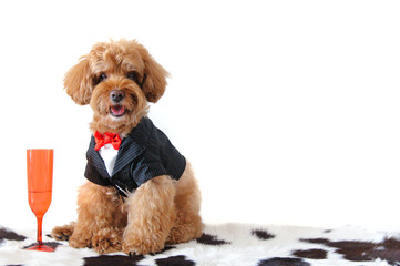 A brown poodle dog wearing tuxedo with a red color wine glass isolated on white background that have space for text.
