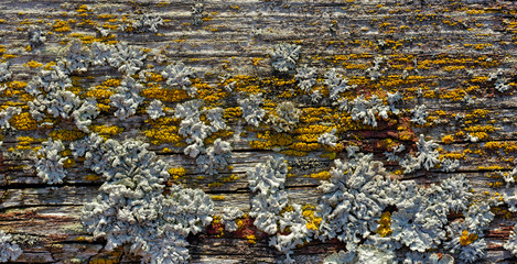Lichen on old wooden plank