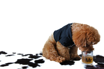 A brown poodle dog wearing tuxedo drinking a glass of water that has a word “Mr. (Mister)”...
