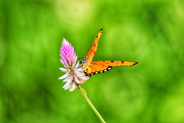 butterfly on flower