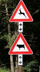 road signs near the wood caution crossing animals cow