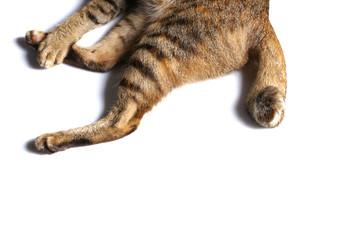 Partial body of a playful brown color domestic cat with dark shadow isolated on white background.