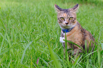 Naklejka na ściany i meble Adorable brown color domestic cat staring at camera with panic and curious face when sitting on the green grass at backyard.