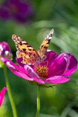 Red cosmos and butterfly (high brown fritillary), Funabashi-city, Chiba prefecture, Japan