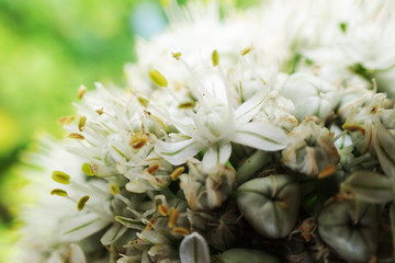 Fototapeta na wymiar detail of white onion flower